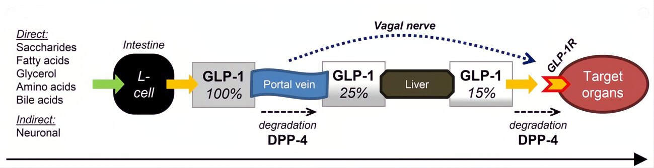 Weight Loss Drugs Image
